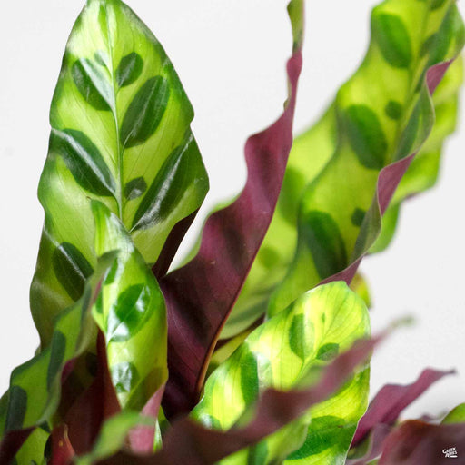 Calathea Lancifolia