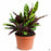 Calathea Lancifolia 6 inch