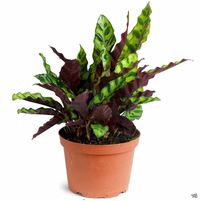 Calathea Lancifolia 6 inch