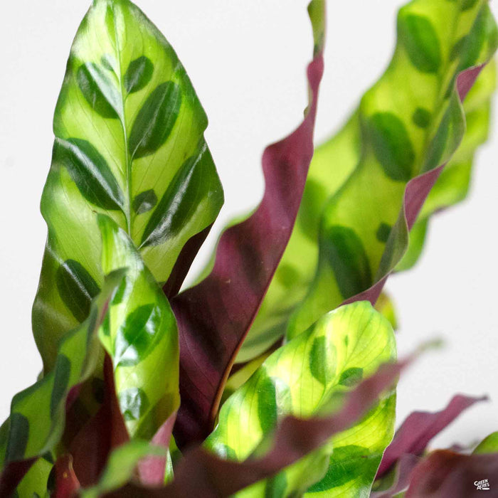 Calathea Lancifolia