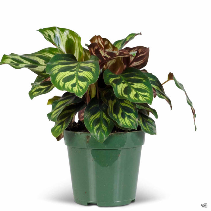 Calathea makoyana 4 inch