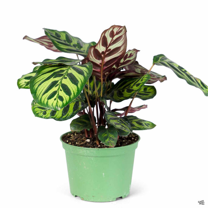 Calathea makoyana 6 inch