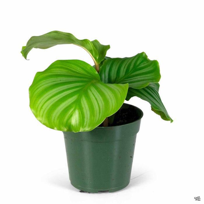 Calathea Orbifolia 4 inch