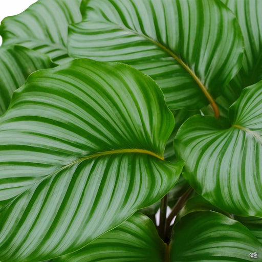 Calathea Orbifolia oohlala