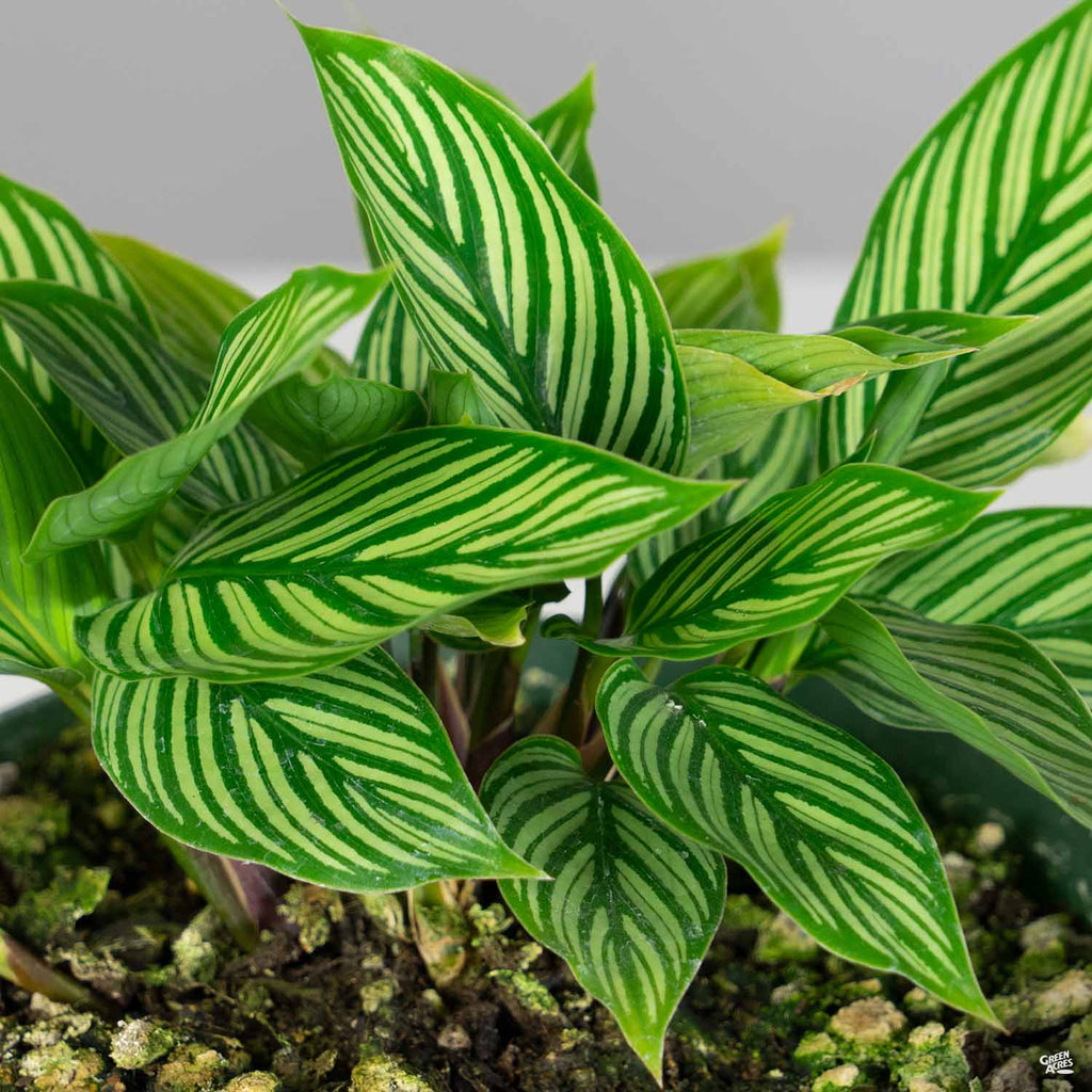 Calathea 'Vittata' — Green Acres Nursery & Supply