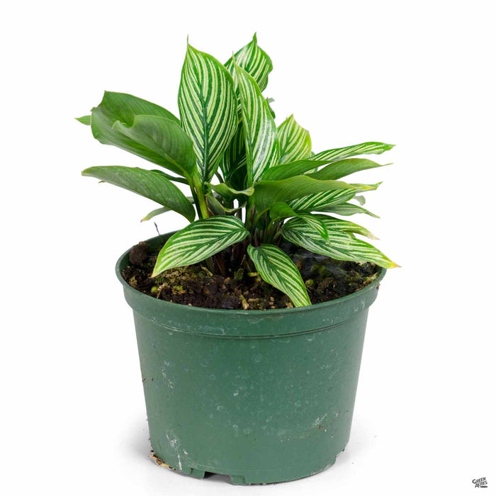 Calathea Vittata 6 inch