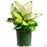 Dieffenbachia Tropic Marianne 10 inch