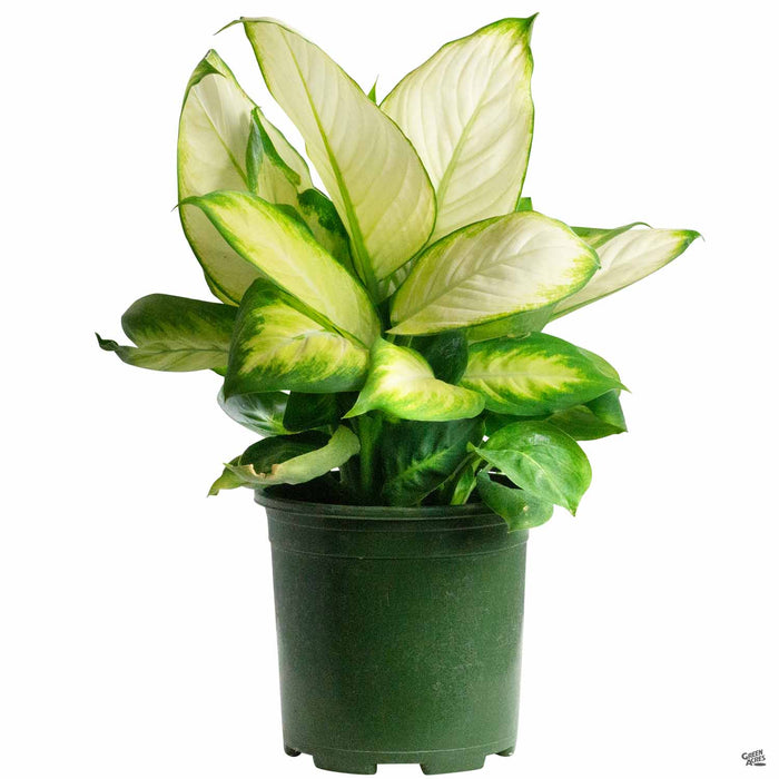 Dieffenbachia Tropic Marianne 10 inch