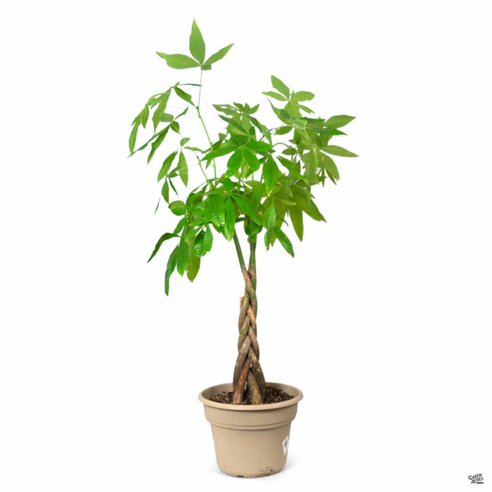 money tree lacey Money Tree — Green Acres Nursery & Supply