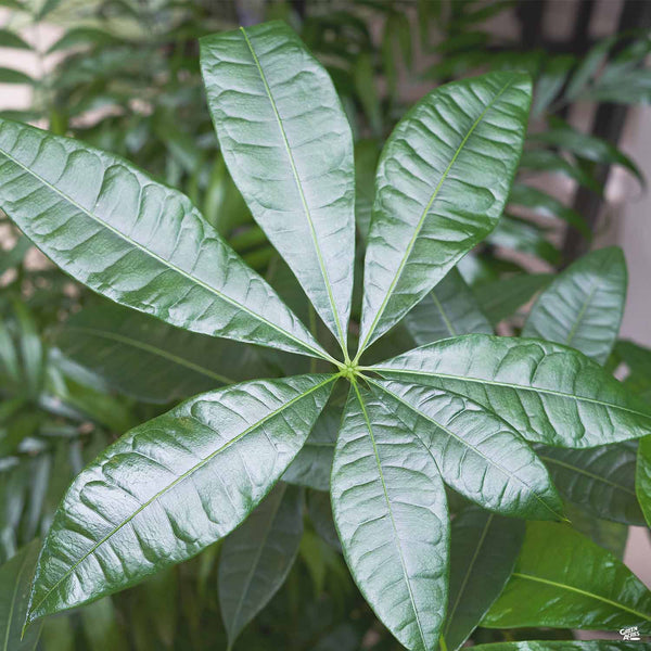 money tree leaves translucent Money Tree — Green Acres Nursery & Supply