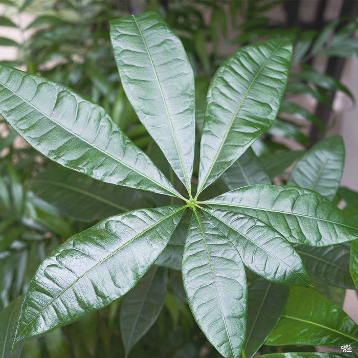 where can i buy money tree plant near me Money Tree — Green Acres Nursery & Supply