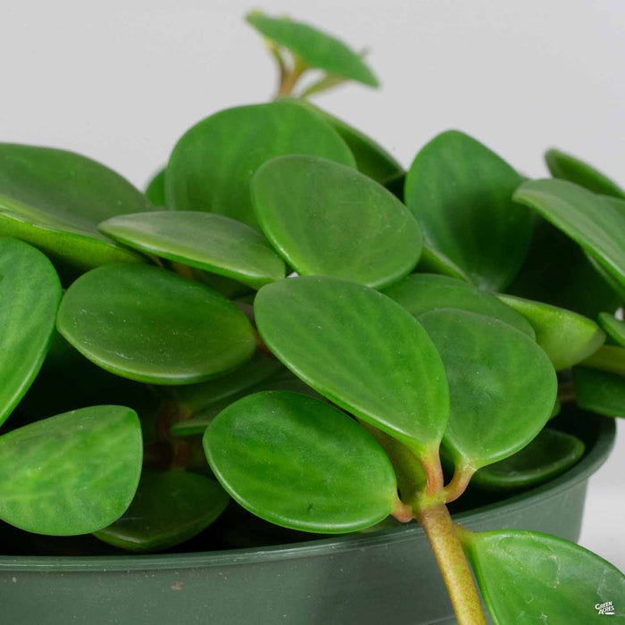 Peperomia Hope