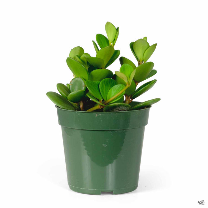 Peperomia Hope 4 inch