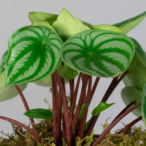 Peperomia Watermelon