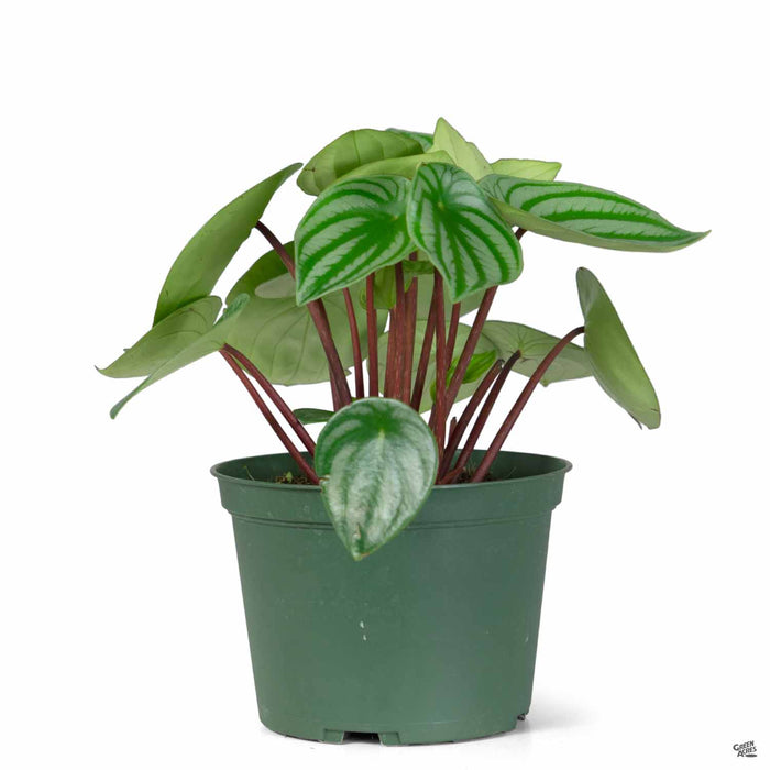 Peperomia Watermelon