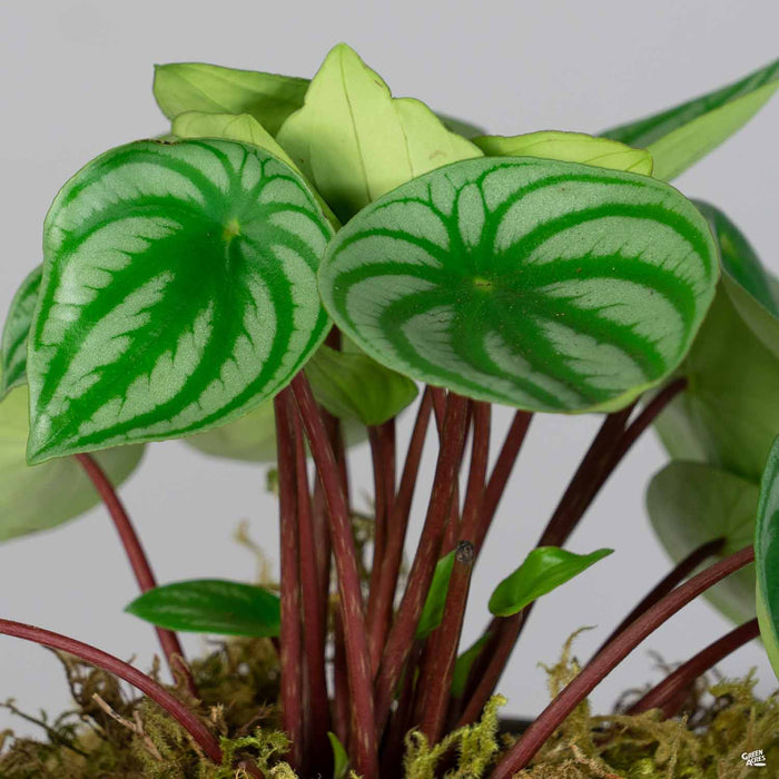 house plant watermelon Watermelon Peperomia — Green Acres Nursery & Supply
