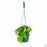 Philodendron Brasil 6 inch hanging basket