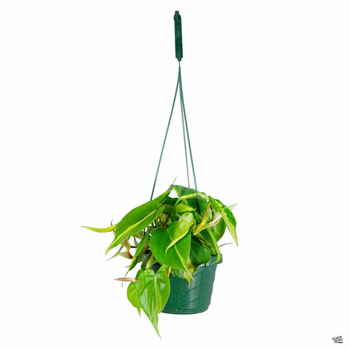 Philodendron Brasil 6 inch hanging basket