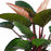 Philodendron Congo Red