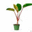 Philodendron Congo Red 4 inch