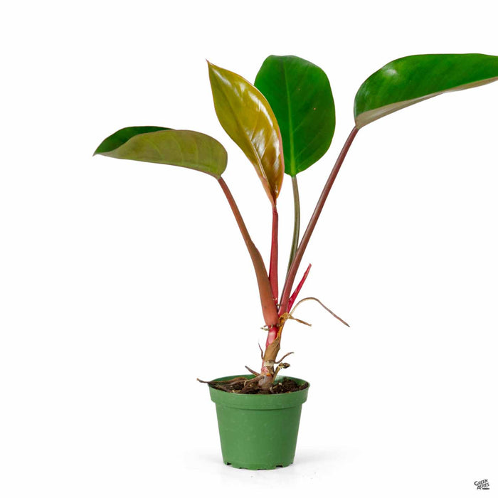 Philodendron Congo Red 4 inch