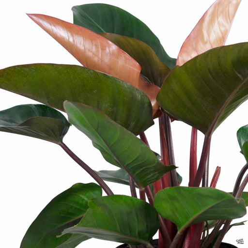 Philodendron Congo Red