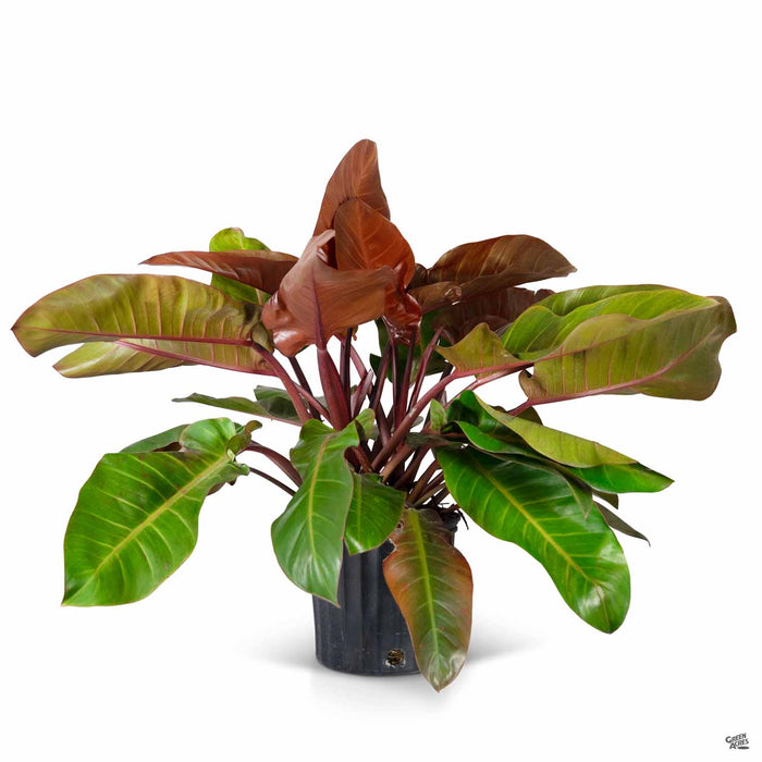 Philodendron Kathleen 10 inch