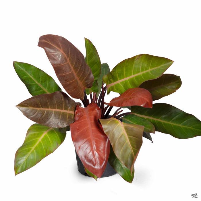 Philodendron Kathleen 10 inch