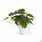 Philodendron Micans 4 inch