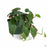 Philodendron Micans 6 inch