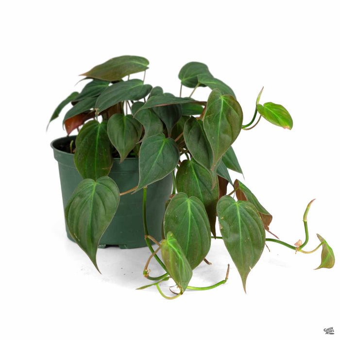 Philodendron Micans 6 inch