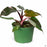 Philodendron Pink Princess 6 inch
