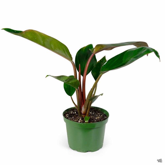 Philodendron Congo Red 4 inch