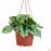 Pothos Silver Splash 6 inch hanging basket