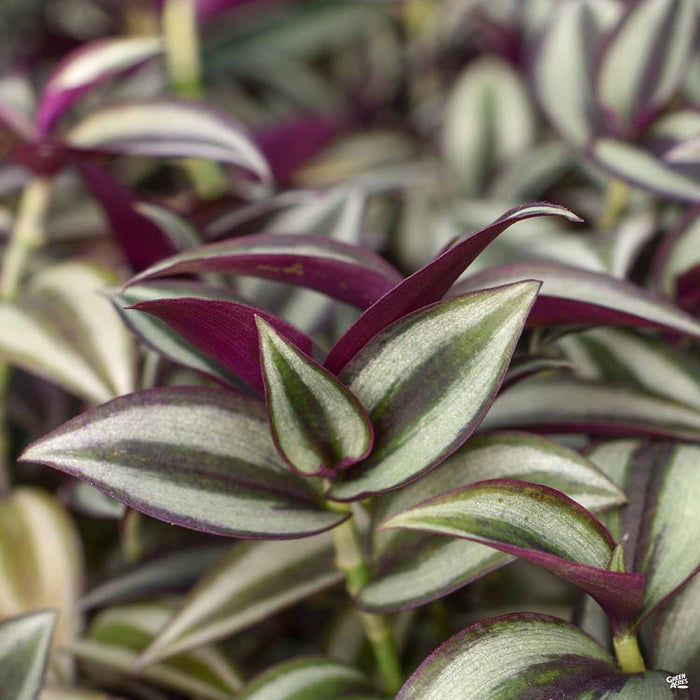 tradescantia house plant Tradescantia zebrina — Green Acres Nursery & Supply