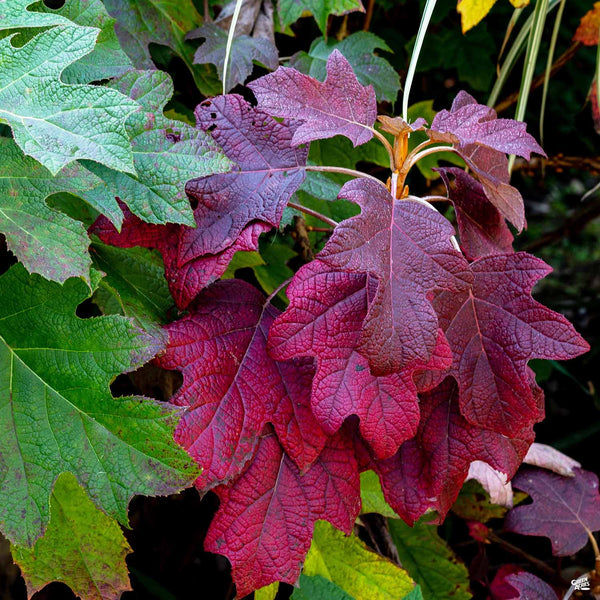 Hydrangea_Oakleaf_FallColor_60
