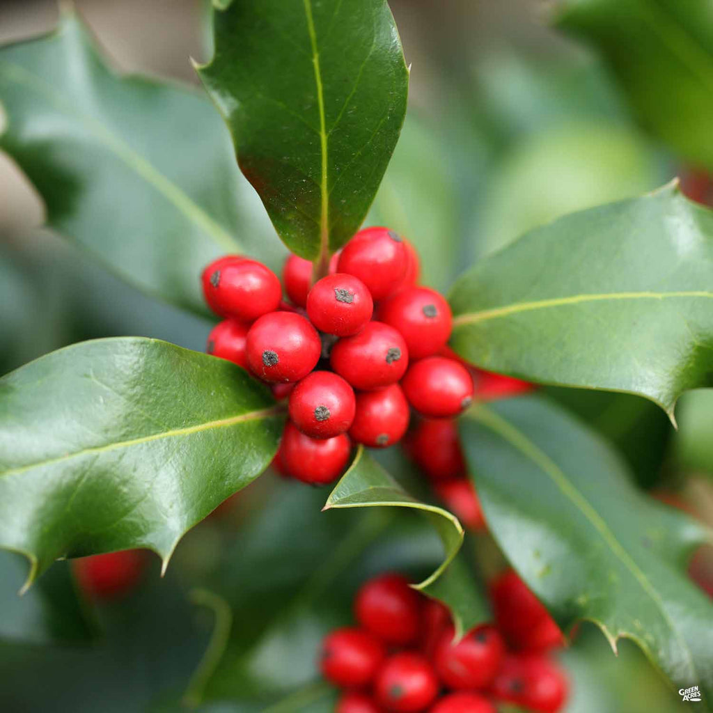 Holly 'Fosteri' — Green Acres Nursery & Supply