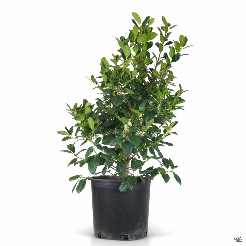 Evergreen - Nellie R. Stevens Holly (Ilex x Nellie R. Stevens) | Shade Tree  Farm, image size:1024x1024