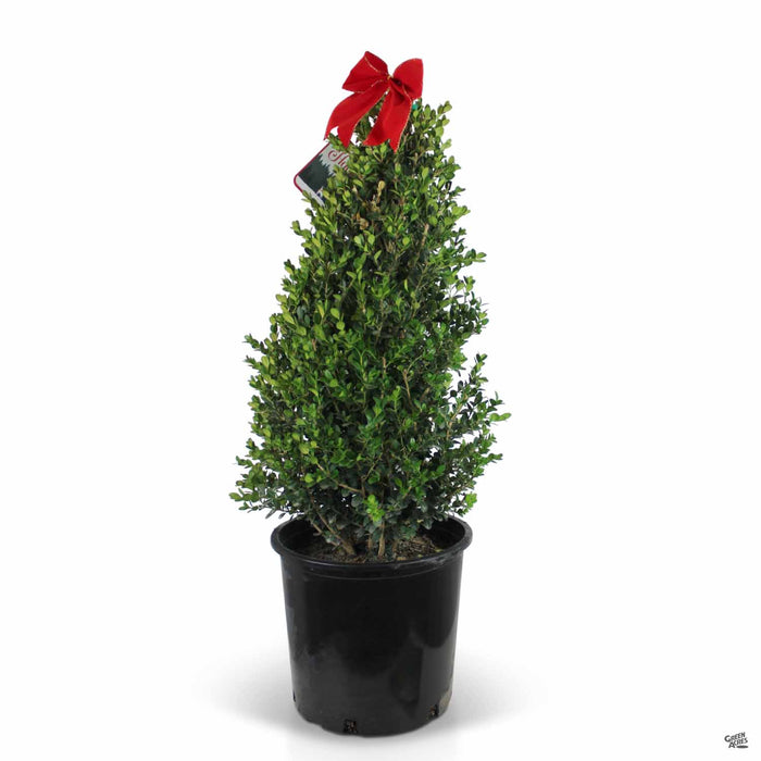 Purple Holly Monarch 3 gallon