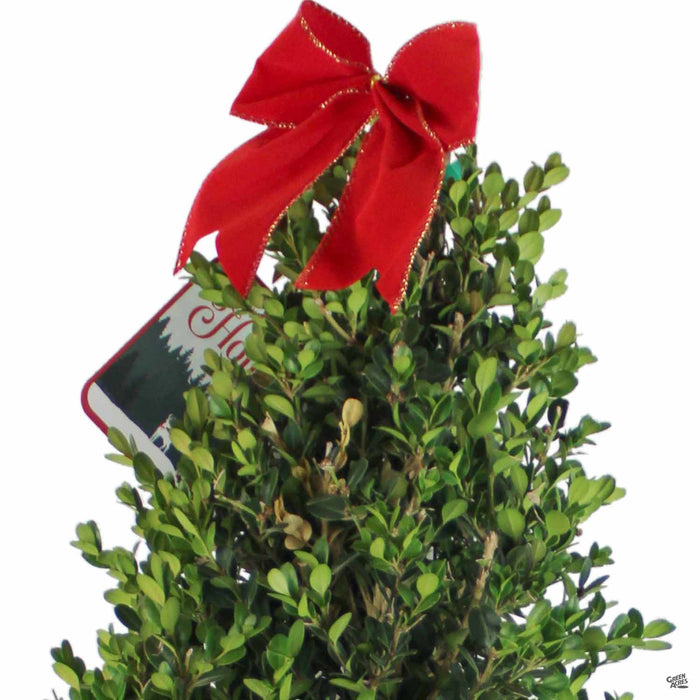 Purple Holly Monarch