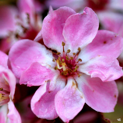 Indian Hawthorn Calisto