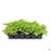 Green Sweet Potato Vine 18 count flat
