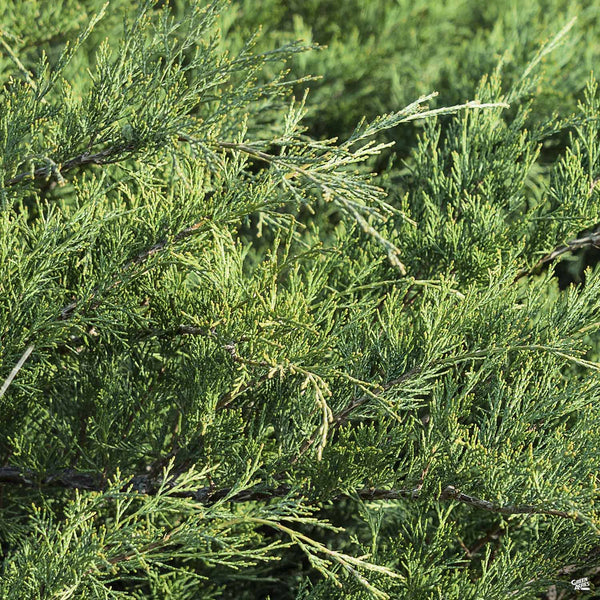 JorgeUSA161A0-29015 6個 Juniper 'Sea Green' — Green Acres Nursery & Supply