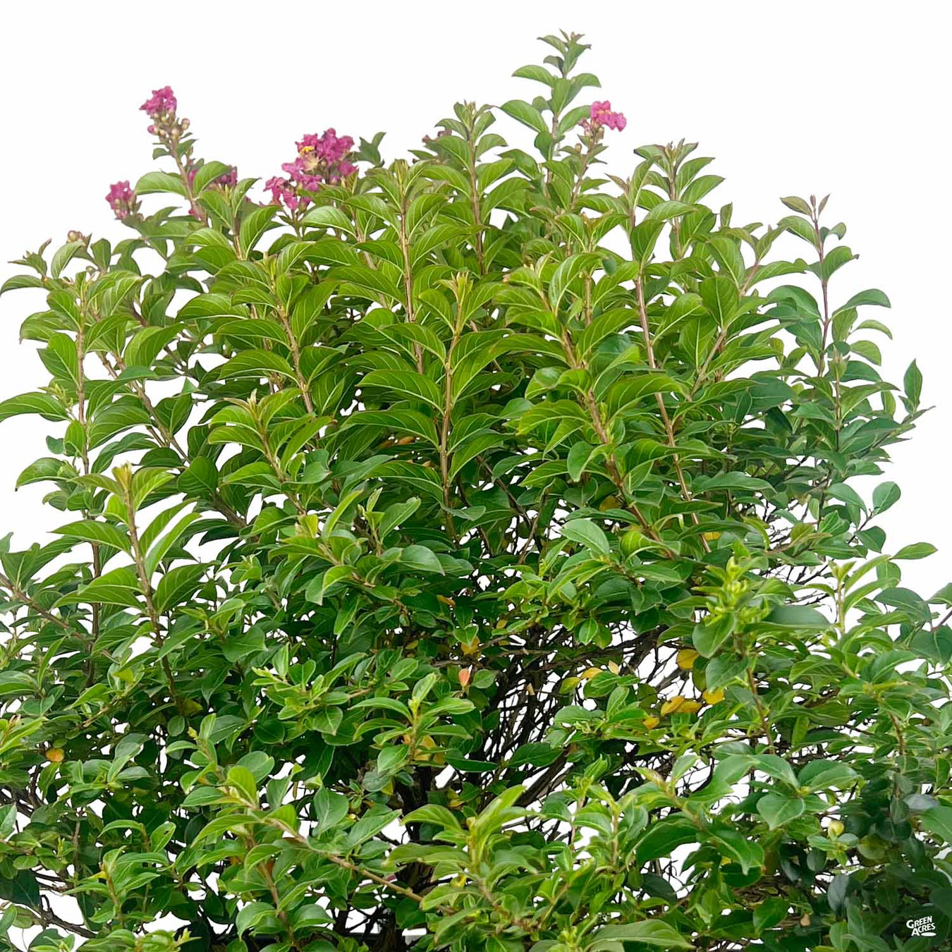 Petite Crape Myrtle