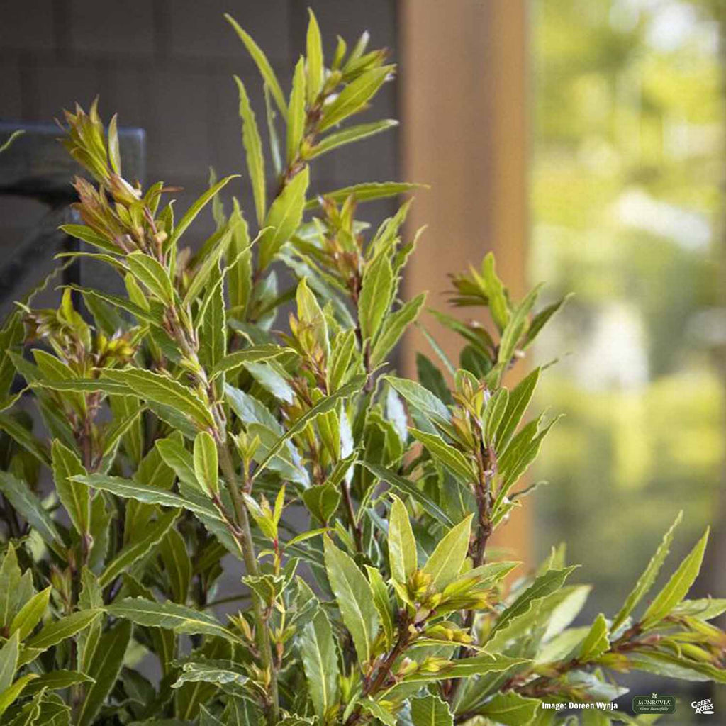 Little Ragu® Sweet Bay — Green Acres Nursery & Supply