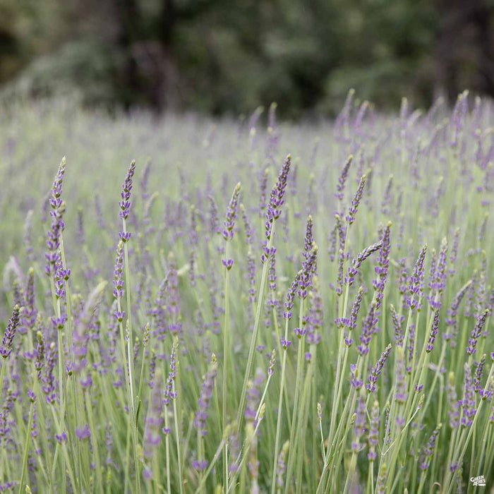 Live Lavender Plants - Gros Bleu variety, Illinois