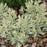 Lavender Meerlo