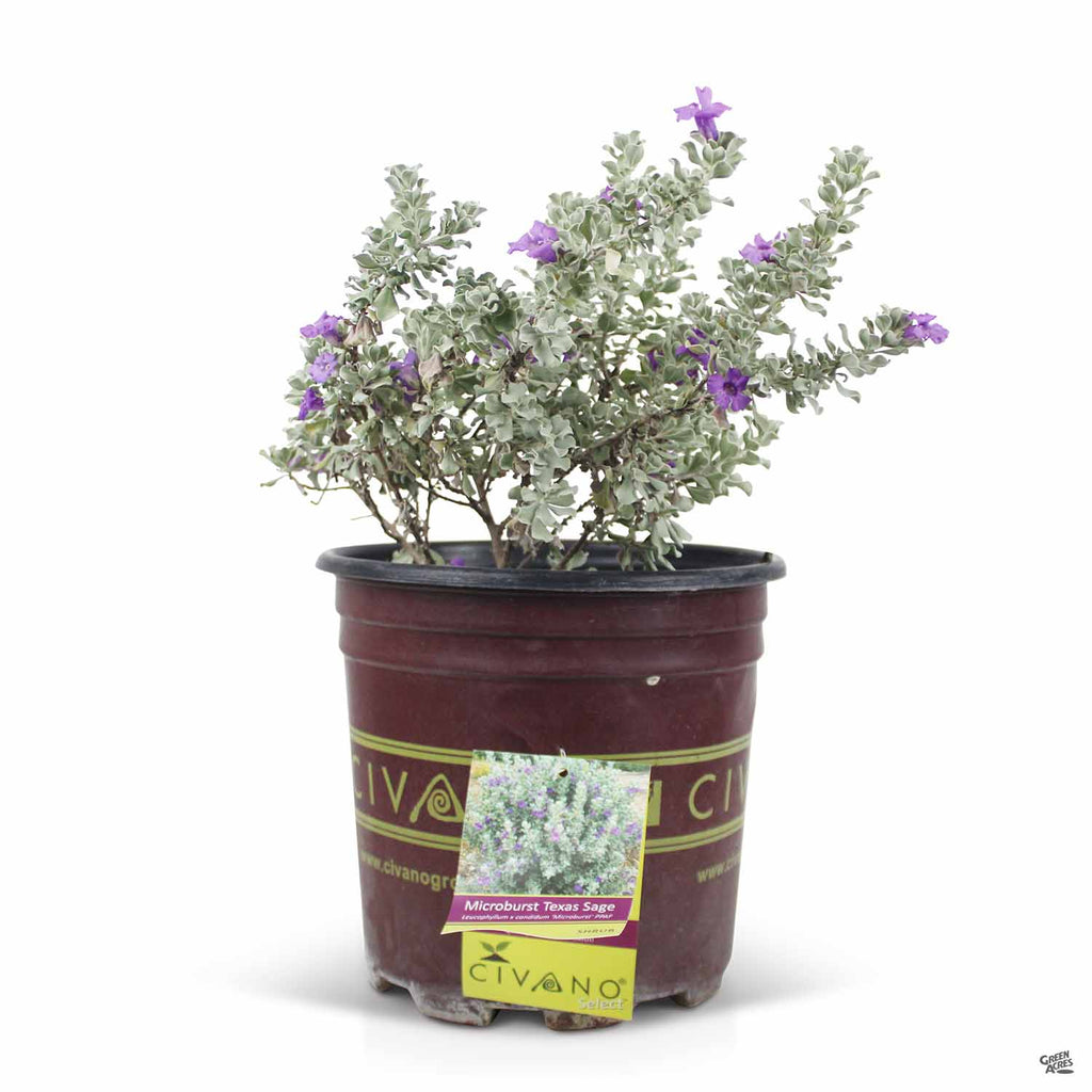 Texas Ranger 'Microburst' — Green Acres Nursery & Supply