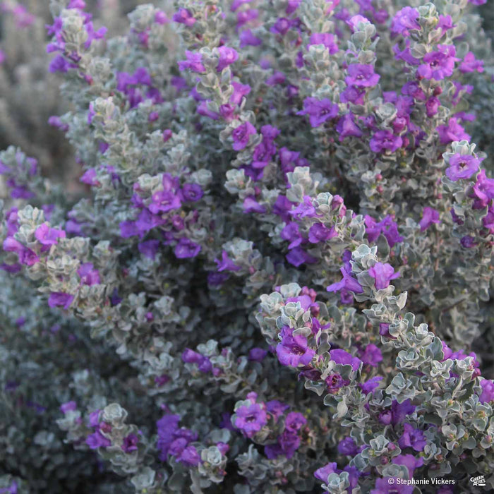Texas Ranger 'Microburst' — Green Acres Nursery & Supply