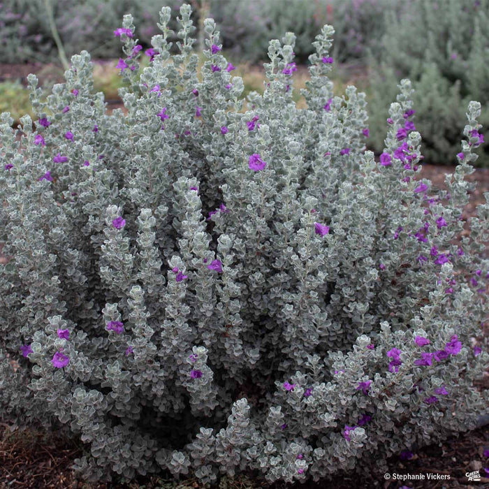 texas liguster Texas Ranger 'Microburst' — Green Acres Nursery & Supply